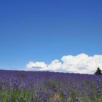 Lavenders hill