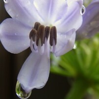 庭先の花