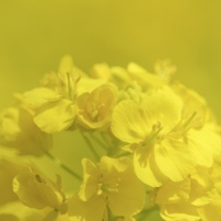 Spring Yellow