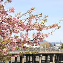 桜の季節2017