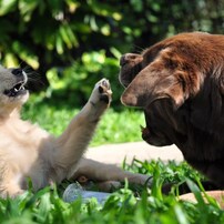 犬
