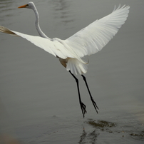 野鳥　４