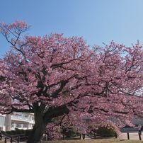 寒　桜・2017