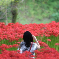 巾着田曼珠沙華公園なう
