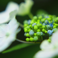 花　～夏秋～