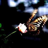 Butterflies' World 