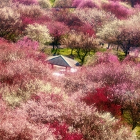 春映し梅園