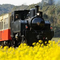 菜の花トロッコ列車