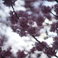 泡玉と桜