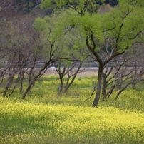 菜の花ツアー