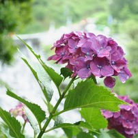 紫陽花