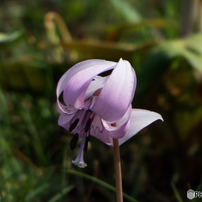 カタクリの花 7