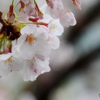 TAMRON(タムロン)のレンズ AF 28-300mm Ultra Zoom XR F/3.5-6.3