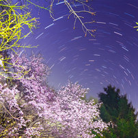 夜桜シンフォニー