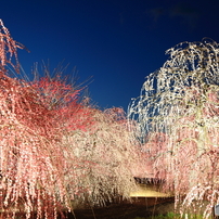 「早春の春色」---ゴリの感動した写真館