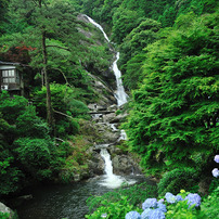 ６月の花　紫陽花