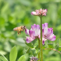 OLYMPUS(オリンパス)のレンズ M.ZUIKO DIGITAL ED 75-300mm F4.8-6.7
