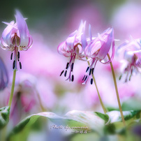 SIGMA(シグマ)のレンズ APO 135-400mm F4.5-5.6 DG (ｷﾔﾉﾝ AF) で撮影