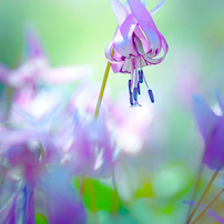 SIGMA(シグマ)のレンズ APO 135-400mm F4.5-5.6 DG (ｷﾔﾉﾝ AF) で撮影