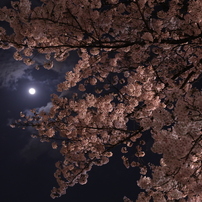 月夜桜