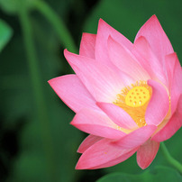 花之江の郷