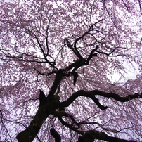 2017年の桜を振り返る