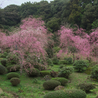 山寺の枝垂れ桜・2017