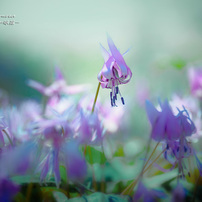 SIGMA(シグマ)のレンズ APO 135-400mm F4.5-5.6 DG (ｷﾔﾉﾝ AF) で撮影