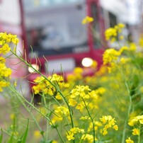 路面電車と菜の花２