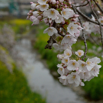 桜_野川_05