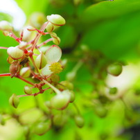 板橋区立熱帯環境植物館