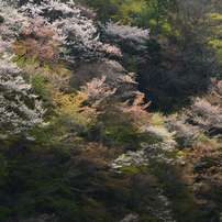 古都の春　嵐山