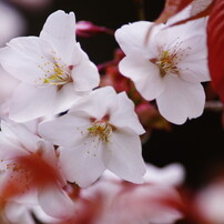 春を探して　山桜　Ⅱ