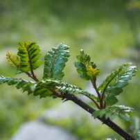 山野草