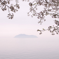 海津大崎の桜