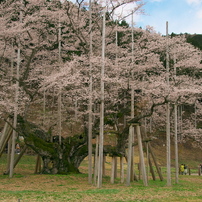 桜の季節