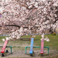 写真掌編：桜の下で ２：公園の桜３