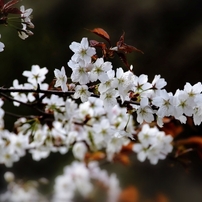 日本の桜