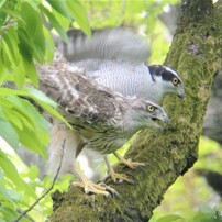 野辺の鳥３