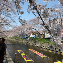 岩倉と五条川の春