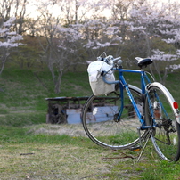 写真掌編：桜の下で 10：青春の乗り物