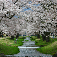 観音寺川の桜