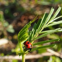 身近な生き物たち