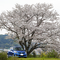 桜の樹の下で(2)