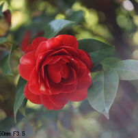 Industar50 50mm F3.5 沈胴式
