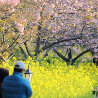 睦み桜なう