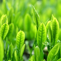 Green Tea Leaf・・・夏も近づく