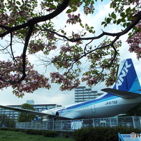 飛行機＆花水木