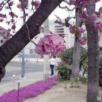 OLYMPUS 35 SⅡ  実写作例あり OLYMPUS(オリンパス)のフィルムカメラ35 S で撮影した写真(画像