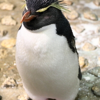 イワトビペンギン
